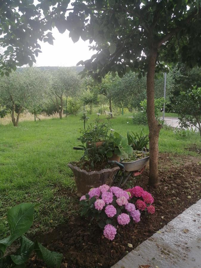 Apartman Petovic Kotor Exteriér fotografie